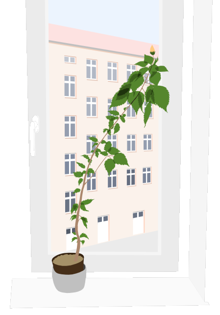 fenster