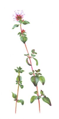 oregano
