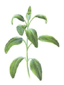 salbei
