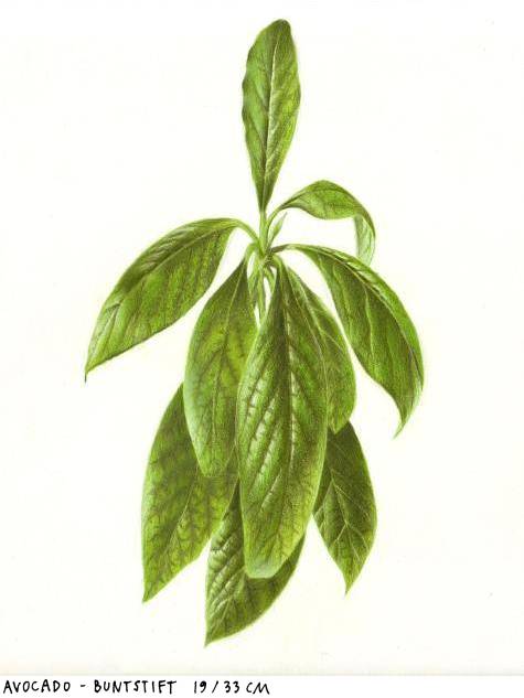avocado