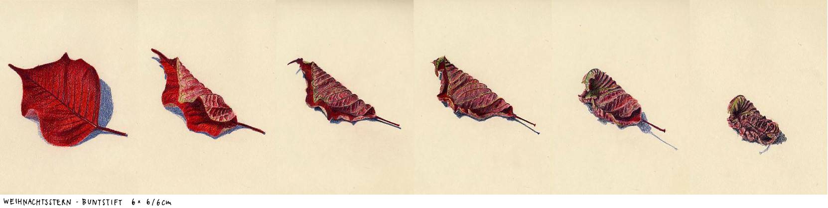 blatt