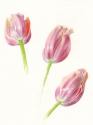 tulpen