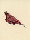 blatt